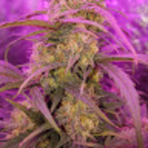 Meet your Posher, Cody